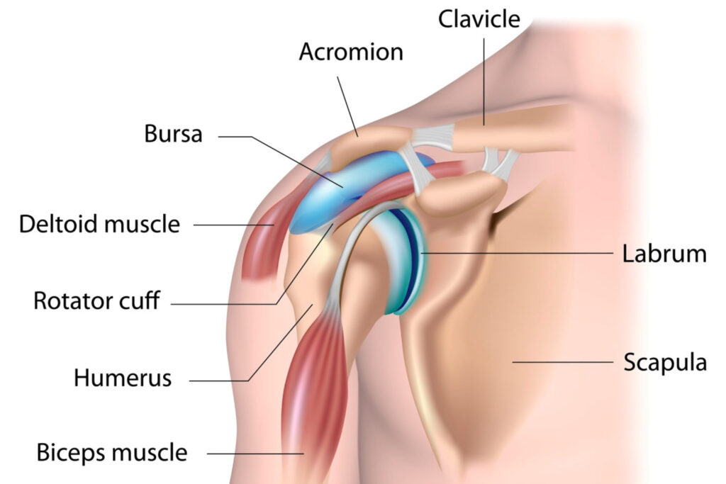 shoulder diagram injuries arthritis Ohio Therapy Centers